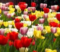 Тюльпан Дарвиновы гибриды микс (Tulipa Darwin Hybrid Mix) — фото 6