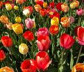 Тюльпан Дарвиновы гибриды микс (Tulipa Darwin Hybrid Mix) — фото 7