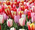 Тюльпан Дарвиновы гибриды микс (Tulipa Darwin Hybrid Mix) — фото 9