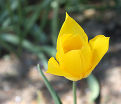 Тюльпан Деликэйт (Tulipa Delicate) — фото 2