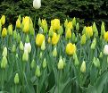 Тюльпан Деликэйт (Tulipa Delicate) — фото 3