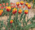 Тюльпан Денмарк (Tulipa Denmark) — фото 2