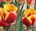 Тюльпан Денмарк (Tulipa Denmark) — фото 3