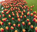 Тюльпан Денмарк (Tulipa Denmark) — фото 4