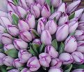 Тюльпан Джакуззи (Tulipa Jacuzzi) — фото 2