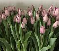Тюльпан Джакуззи (Tulipa Jacuzzi) — фото 3