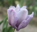 Тюльпан Джеймс Ласт (Tulipa James Last) — фото 2