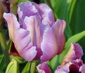 Тюльпан Джеймс Ласт (Tulipa James Last) — фото 3