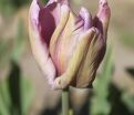 Тюльпан Джеймс Ласт (Tulipa James Last) — фото 4