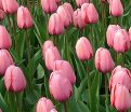 Тюльпан Дизайн Импрешн (Tulipa Design Impression) — фото 3