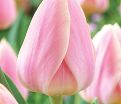 Тюльпан Династия (Tulipa Dynasty) — фото 2