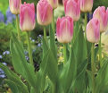 Тюльпан Династия (Tulipa Dynasty) — фото 3