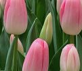 Тюльпан Династия (Tulipa Dynasty) — фото 4