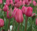 Тюльпан Дон Кихот (Tulipa Don Quichotte) — фото 3