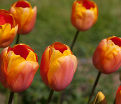 Тюльпан Дордонь (Tulipa Dordogne) — фото 2
