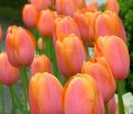 Тюльпан Дордонь (Tulipa Dordogne) — фото 3