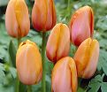 Тюльпан Дордонь (Tulipa Dordogne) — фото 4