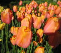 Тюльпан Дордонь (Tulipa Dordogne) — фото 5