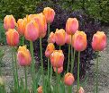 Тюльпан Дордонь (Tulipa Dordogne) — фото 6