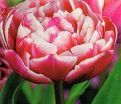 Тюльпан Драмлайн (Tulipa Drumline) — фото 2