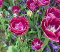 Тюльпан Дрим Тач (Tulipa Dream Touch) — фото 4