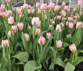 Тюльпан Дример (Tulipa Dreamer) — фото 3