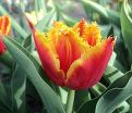 Тюльпан Дэйвенпорт (Tulipa Davenport) — фото 3