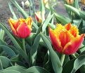 Тюльпан Дэйвенпорт (Tulipa Davenport) — фото 4