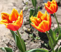 Тюльпан Дэйвенпорт (Tulipa Davenport) — фото 7