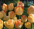 Тюльпан Дэйдрим (Tulipa Daydream) — фото 2