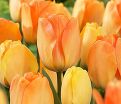 Тюльпан Дэйдрим (Tulipa Daydream) — фото 3