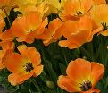 Тюльпан Дэйдрим (Tulipa Daydream) — фото 4
