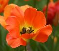Тюльпан Дэйдрим (Tulipa Daydream) — фото 5
