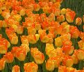 Тюльпан Дэйдрим (Tulipa Daydream) — фото 6