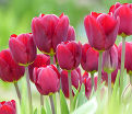 Тюльпан Жан Руи (Tulipa Jan Reus) — фото 2
