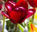 Тюльпан Жан Руи (Tulipa Jan Reus) — фото 3