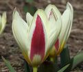 Тюльпан Зе Фёст (Tulipa The First) — фото 4