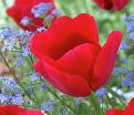 Тюльпан Иль де Франс (Tulipa Ile de France) — фото 2