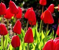Тюльпан Иль де Франс (Tulipa Ile de France) — фото 3