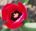 Тюльпан Иль де Франс (Tulipa Ile de France) — фото 5