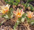 Тюльпан Иоганн Штраус (Tulipa Johann Strauss) — фото 2