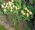 Тюльпан Иоганн Штраус (Tulipa Johann Strauss) — фото 4