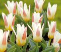 Тюльпан Иоганн Штраус (Tulipa Johann Strauss) — фото 5