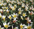 Тюльпан Иоганн Штраус (Tulipa Johann Strauss) — фото 6