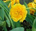 Тюльпан Йеллоу Помпенет (Tulipa Yellow Pompenette) — фото 2