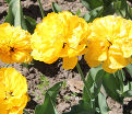 Тюльпан Йеллоу Помпенет (Tulipa Yellow Pompenette) — фото 3