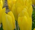 Тюльпан Йеллоу Пуриссима (Tulipa Yellow Purissima) — фото 3