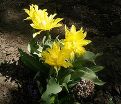 Тюльпан Йеллоу Спайдер (Tulipa Yellow Spider) — фото 2