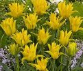Тюльпан Йеллоу Спайдер (Tulipa Yellow Spider) — фото 3