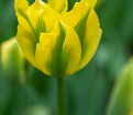 Тюльпан Йеллоу Спринггрин (Tulipa Yellow Springgreen) — фото 2